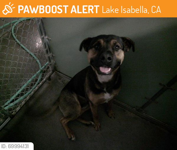 Shelter Stray Male Dog last seen Near BLOCK HIGHWAY 178, Lake Isabella, CA 93240