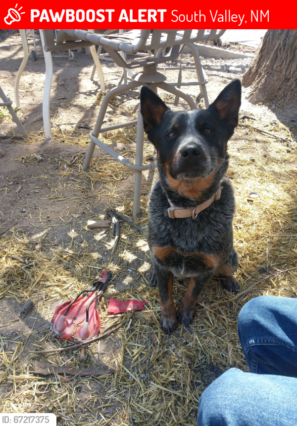 Lost Female Dog last seen Blake rd sw 87105, South Valley, NM 87105