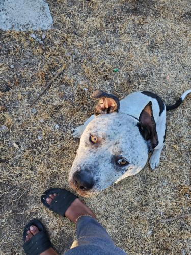 Lost Male Dog last seen Farmington Rd, Juliet Rd, Stockton, CA 95205