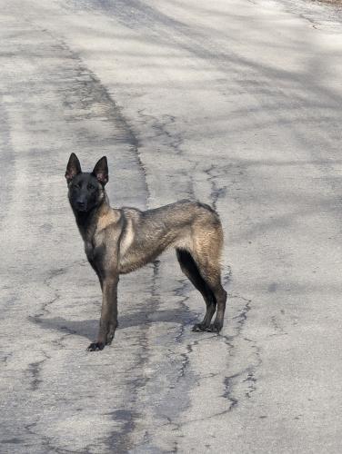 Found/Stray Female Dog last seen Long run road, Holbrook, pa 15341, Holbrook, PA 15341