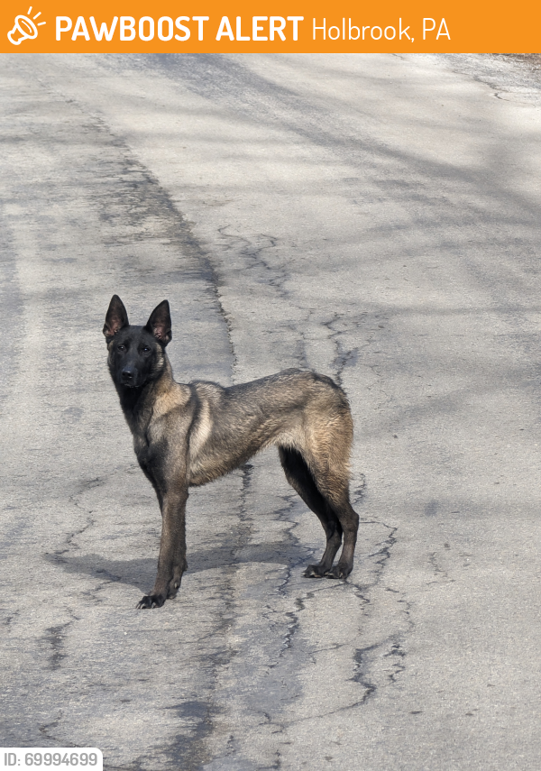 Found/Stray Female Dog last seen Long run road, Holbrook, pa 15341, Holbrook, PA 15341