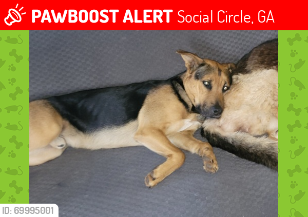 Lost Male Dog last seen Near mahlon smith rd social circle , Social Circle, GA 30025