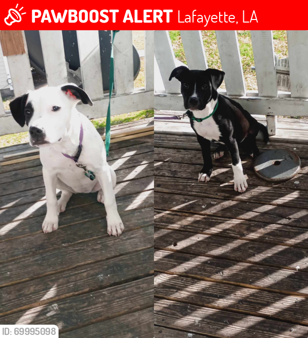 Lost Male Dog last seen Near Townshinp lane , Lafayette, LA 70506