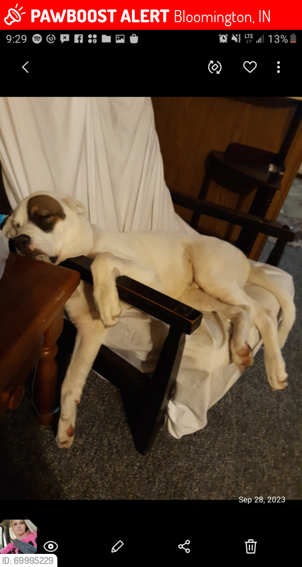 Lost Male Dog last seen Bloomington Leonard Springs and may road and rockport area , Bloomington, IN 47403