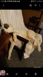 Lost Male Dog last seen Bloomington Leonard Springs and may road and rockport area , Bloomington, IN 47403