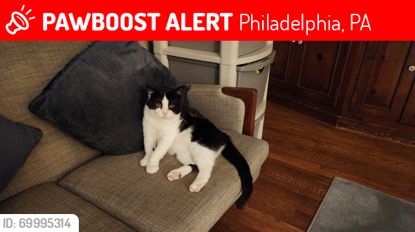 Lost Male Cat last seen East Mt. Pleasant Avenue & Crittenden Street, Philadelphia, PA 19119