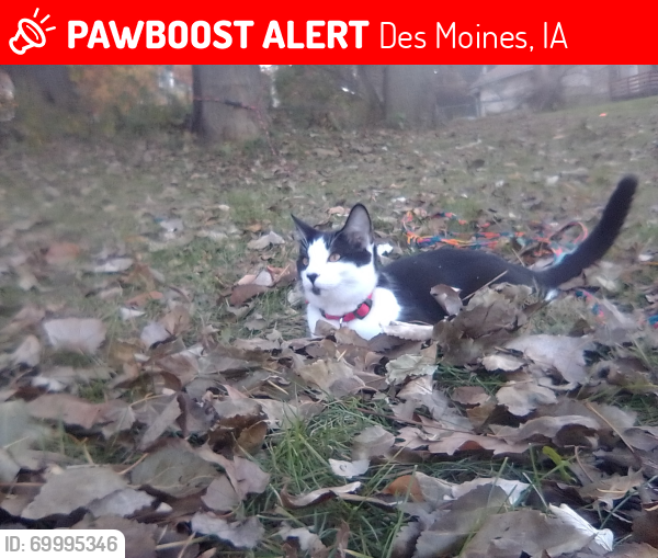Lost Male Cat last seen Near 31st, Des Moines, IA 50310
