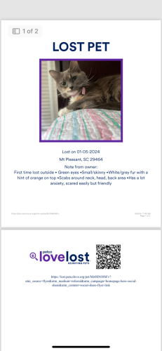 Lost Female Cat last seen Eagle street- Mathis ferry, Mount Pleasant, SC 29464