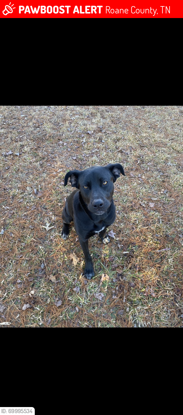 Lost Female Dog last seen Poplar Creek, Roane County, TN 37748