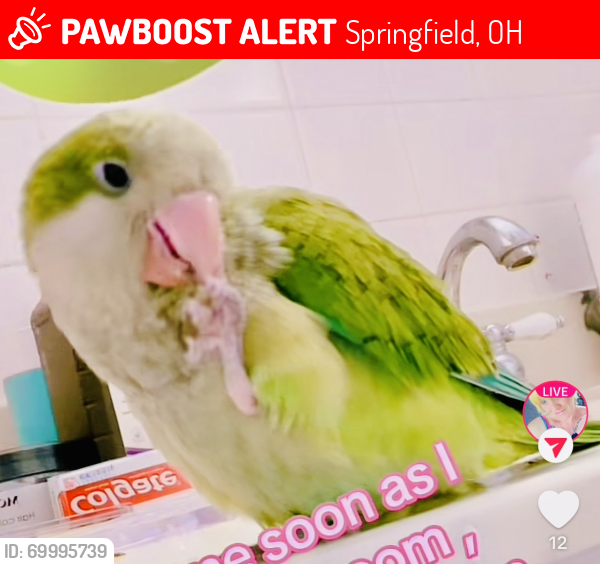 Lost Male Bird last seen South Yellow Springs and Russell Street, Springfield, OH 45506