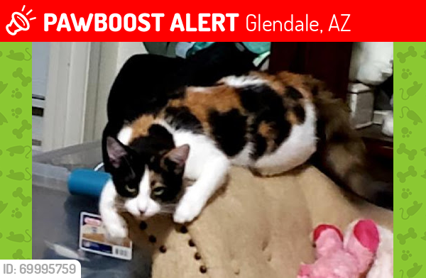 Lost Female Cat last seen 51st Dr and Willow , Glendale, AZ 85304