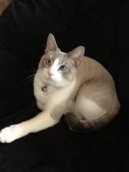Lost Male Cat last seen Spinnaker , North Port, FL 34287