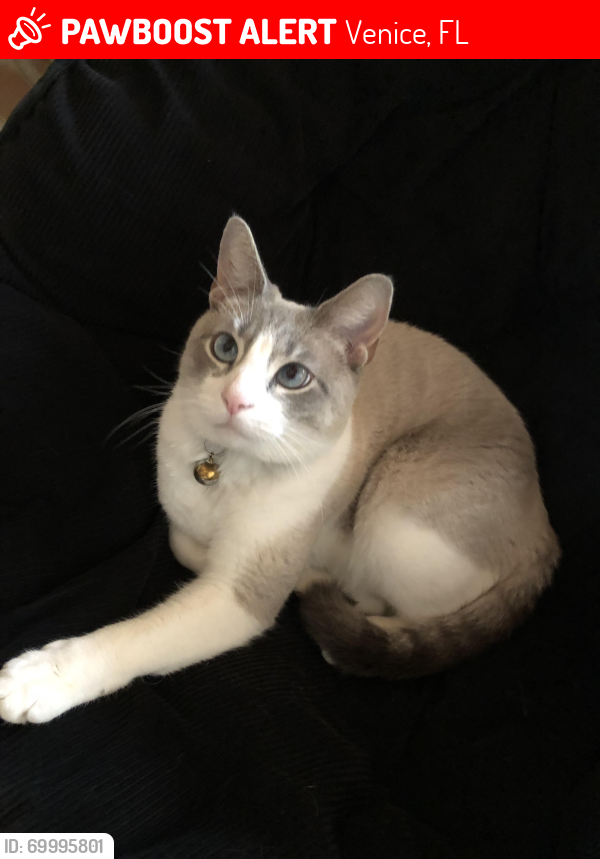 Lost Male Cat last seen Spinnaker , North Port, FL 34287