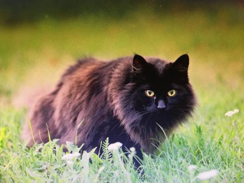 Lost Male Cat last seen Washington Lane and Canon Way, Westminster MD, Westminster, MD 21158