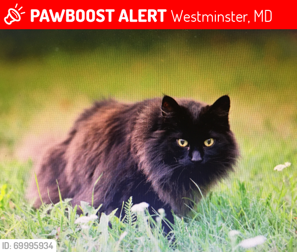 Lost Male Cat last seen Washington Lane and Canon Way, Westminster MD, Westminster, MD 21158