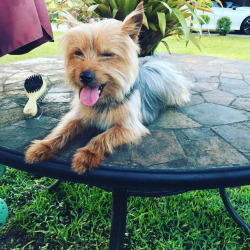 Lost Male Dog last seen Navajo Dr St. Cloud Fl 34771, St. Cloud, FL 34771