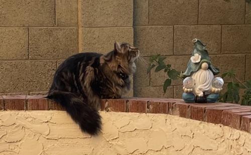 Lost Male Cat last seen Carriage and Gail, Chandler, AZ 85224