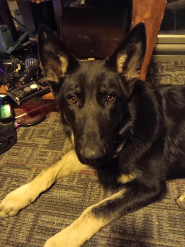 Lost Male Dog last seen Near Lakeview Rd Sw Albuquerque NM 87105, Albuquerque, NM 87105