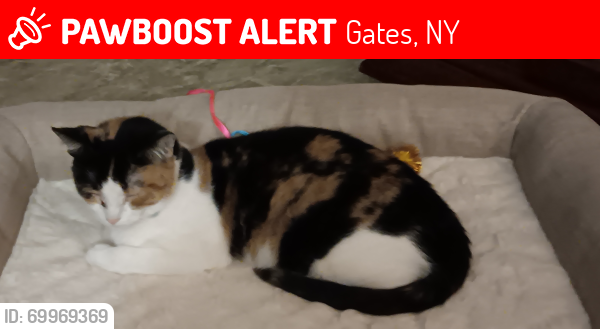 Lost Female Cat last seen Buffalo Road and Howard Rd., Gates, NY 14624
