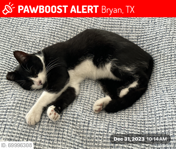 Lost Female Cat last seen Finfeather, Bryan, TX 77801