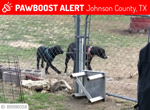 Lost Male Dog last seen Hwy 174 just south of the Break Room Brewing Company restaurant., Johnson County, TX 76033