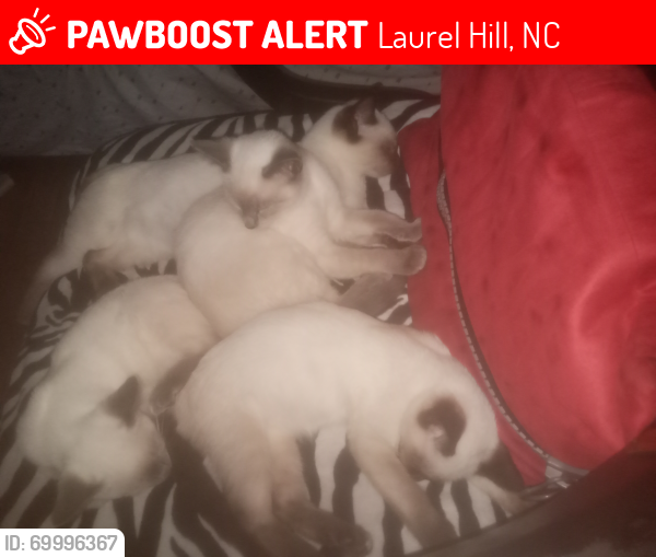 Lost Female Cat last seen Near corbitt rd  laurel hill  nc 28351, Laurel Hill, NC 28351