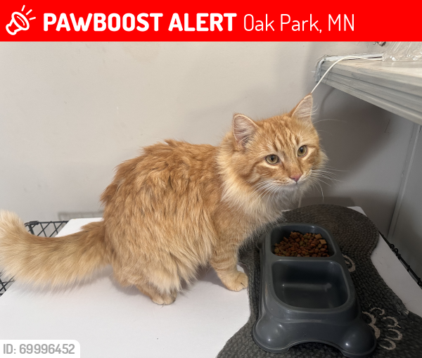 Lost Male Cat last seen benton cty rd 9 and cty rd 5 Gilman rd, Oak Park, MN 56357