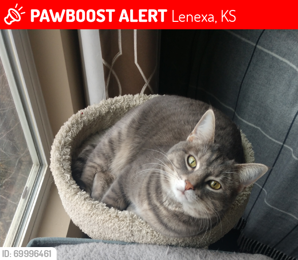 Lost Female Cat last seen Area of Prairie Star Pkwy and K-7, Lenexa, KS 66227