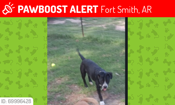 Lost Male Dog last seen U st. & Towson , Fort Smith, AR 72901
