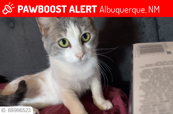 Lost Female Cat last seen Clover Ln, Albuquerque, NM 87105