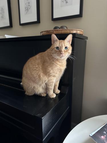 Lost Male Cat last seen Westover cndmniums, Portland, OR 97210