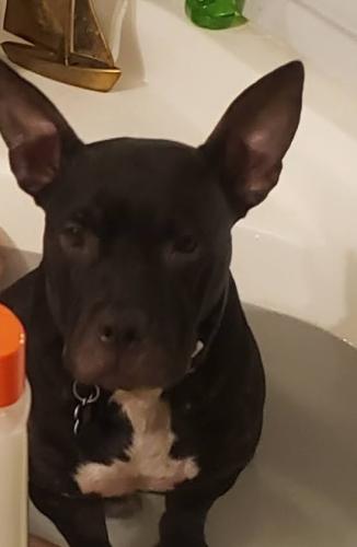 Lost Female Dog last seen Near and forest lane, Montgomery, TX 77356