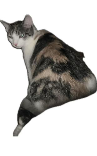 Lost Female Cat last seen Decatur Ave, Hull and Perry ave , Woodlawn cemetery, Gunhill road , Bronx river highway, , The Bronx, NY 10467