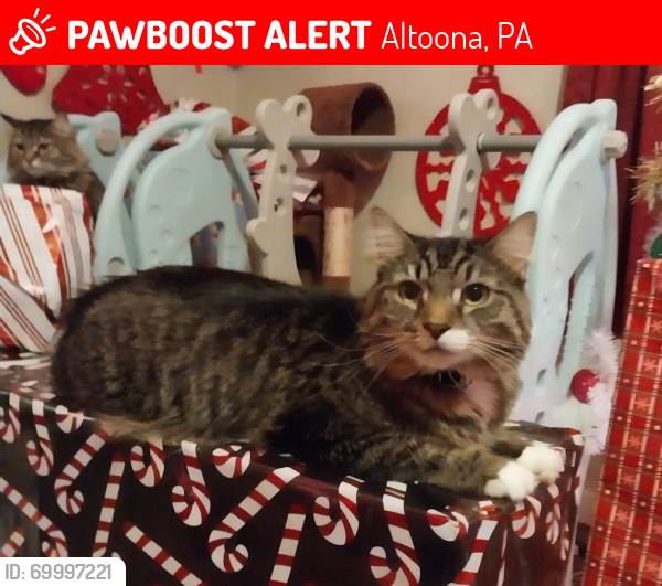 Lost Male Cat last seen Bethany Luthern church, blochers, over flow, Altoona, PA 16602