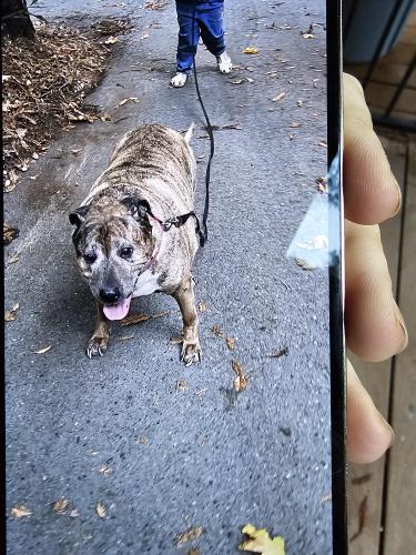 Lost Female Dog last seen Occidental road and green hill road, Sebastopol, CA 95472