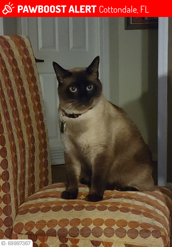 Lost Male Cat last seen Road across from Love's truck stop exit 130 I10, Cottondale, FL 32431