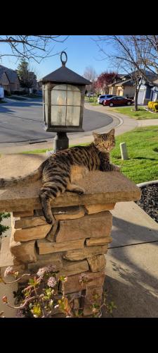 Lost Male Cat last seen Behind Fire Station on N Joiner, Lincoln, CA 95648