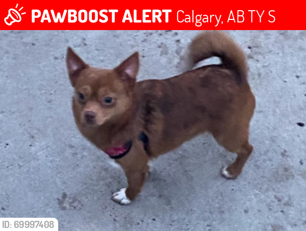 Lost Male Dog last seen The dry pond , Calgary, AB T1Y 4S4