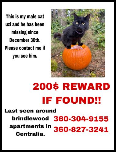 Lost Male Cat last seen Rite aid Centralia , Centralia, WA 98531