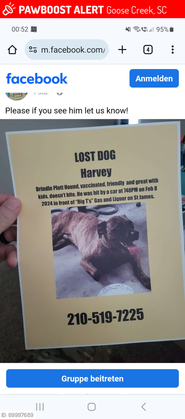 Lost Male Dog last seen Saint James Ave., Goose Creek, SC 29445