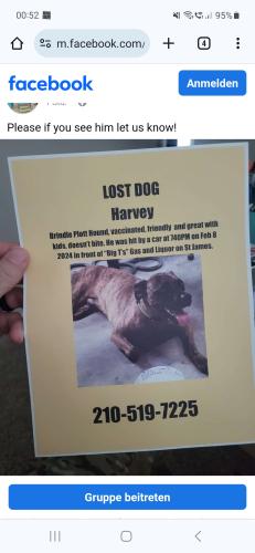 Lost Male Dog last seen Saint James Ave., Goose Creek, SC 29445