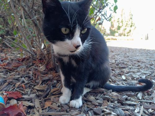 Lost Male Cat last seen Soto Square next to the Fire department station 6, Salinas, CA 93906