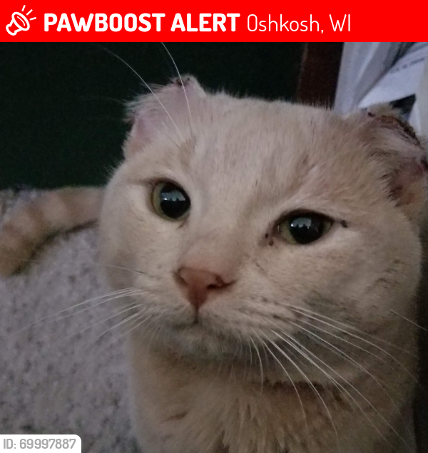 Lost Male Cat last seen Porter Ave Oshkosh WI, Oshkosh, WI 54902