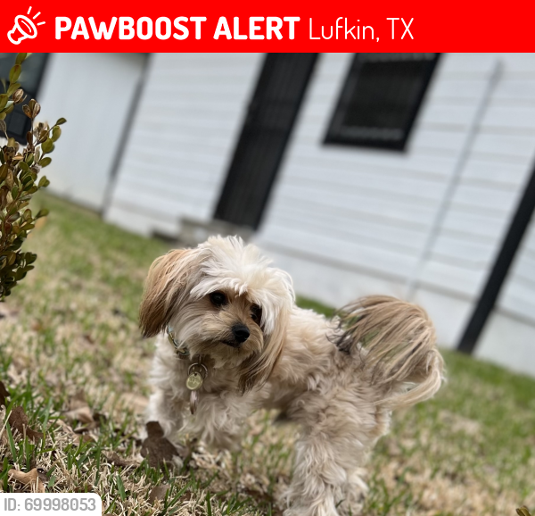 Lost Male Dog last seen Faires rd Hudson Texas , Lufkin, TX 75904