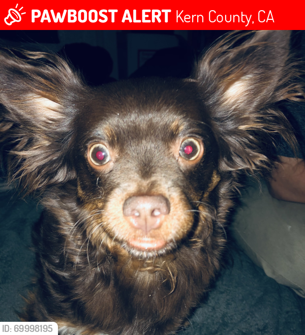 Lost Male Dog last seen Fickett and stagecoach ln, Kern County, CA 93501
