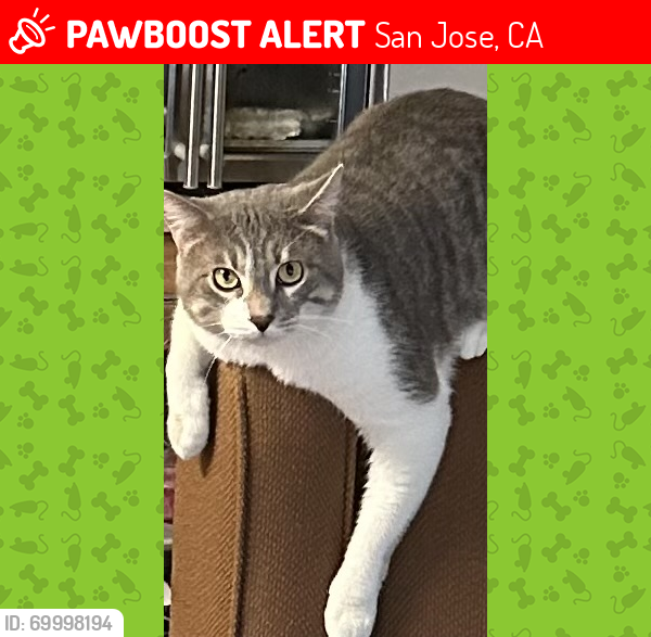 Lost Male Cat last seen Sunset, San Jose, CA 95127