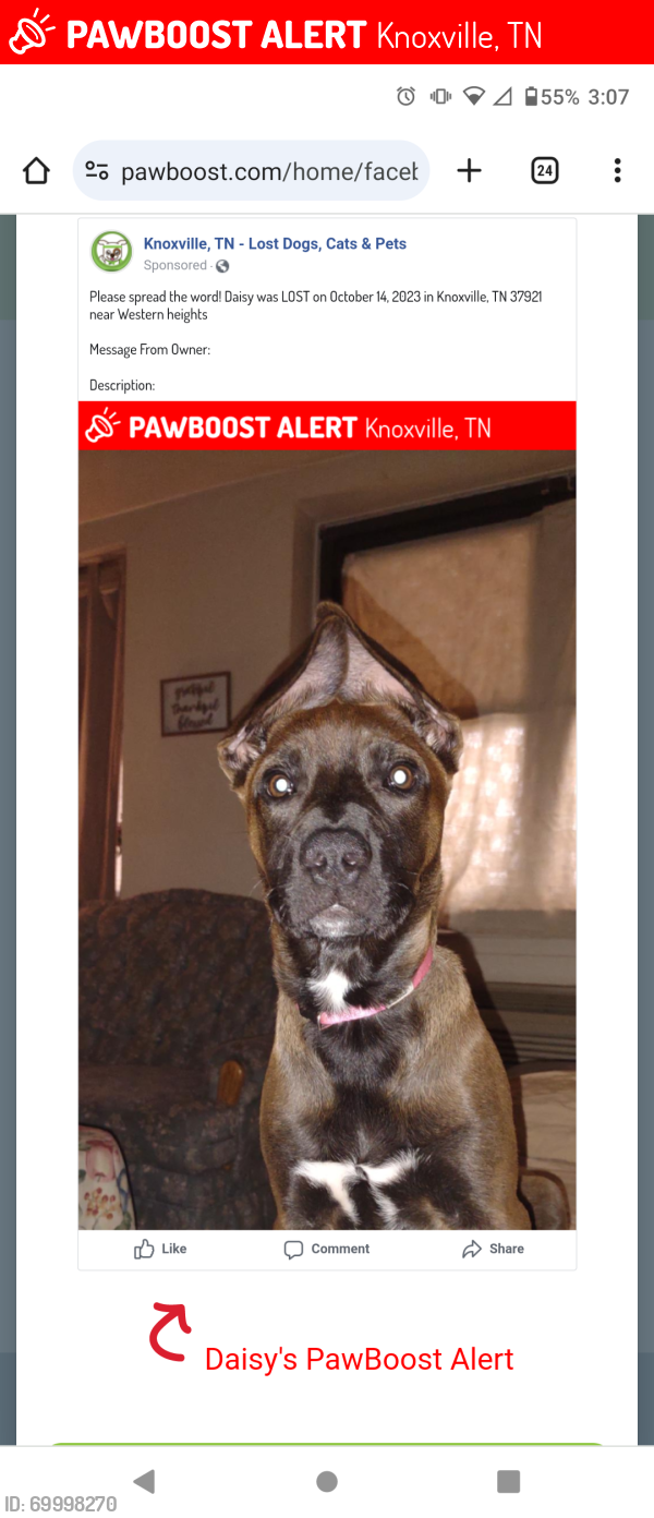 Lost Female Dog last seen Wester heights Knoxville tn, Knoxville, TN 37921