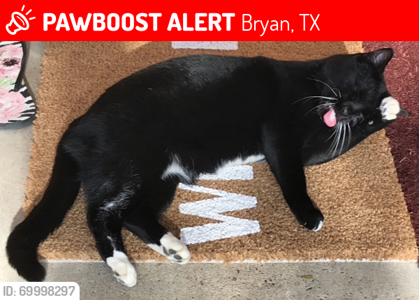 Lost Female Cat last seen Tanglewood Park, Bryan, TX 77802