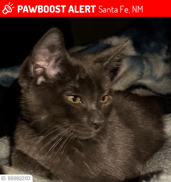 Lost Male Cat last seen Santa Fe Depot Railroad Station , Santa Fe, NM 87501