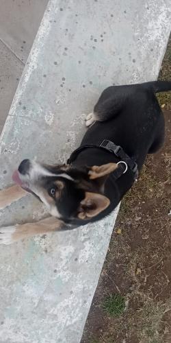 Lost Male Dog last seen 448Lower SanPedro Road Espanola NM 87532, Española, NM 87532